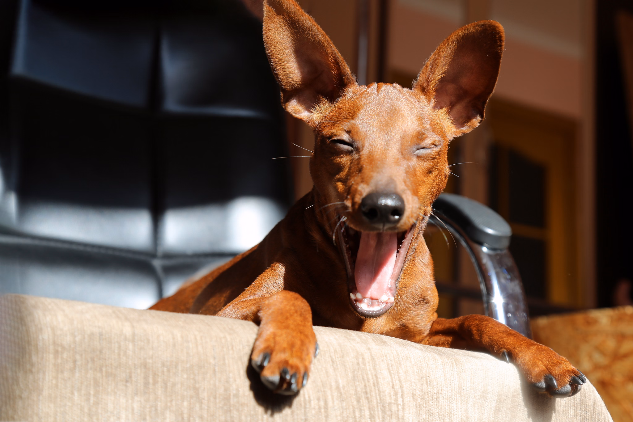 Portrait of a happy dog on a chair. The muzzle of a happy, smiling dog. A cute pet.